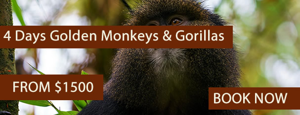 4 Days Bwindi gorilla tour and golden monkey tracking in volcanoes rwanda