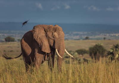 elephants in Queen Elizabeth national park Uganda