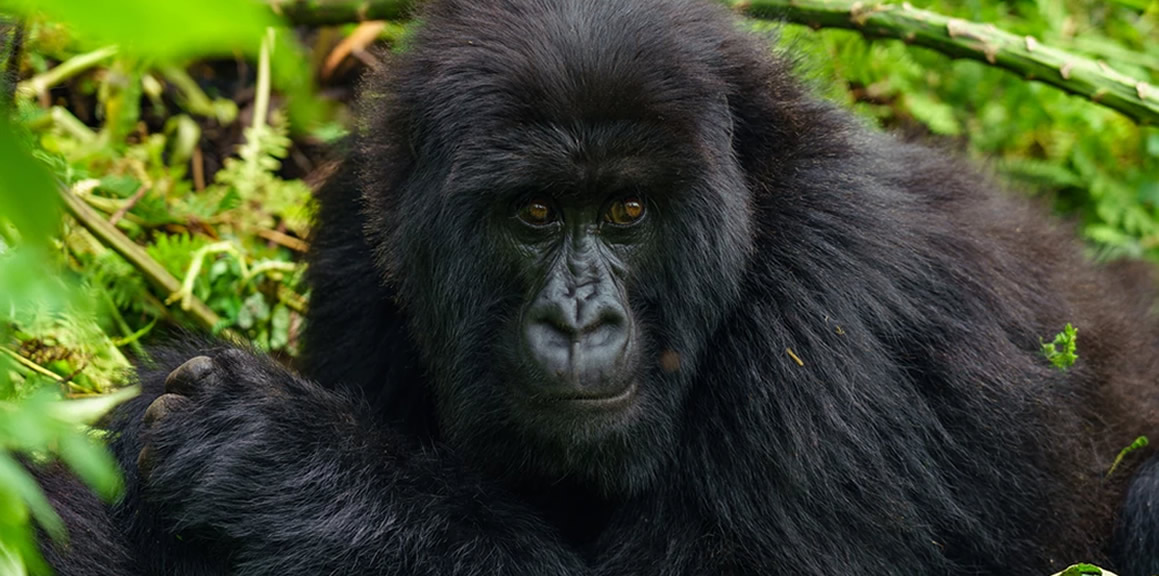 gorilla safari in Bwindi national park