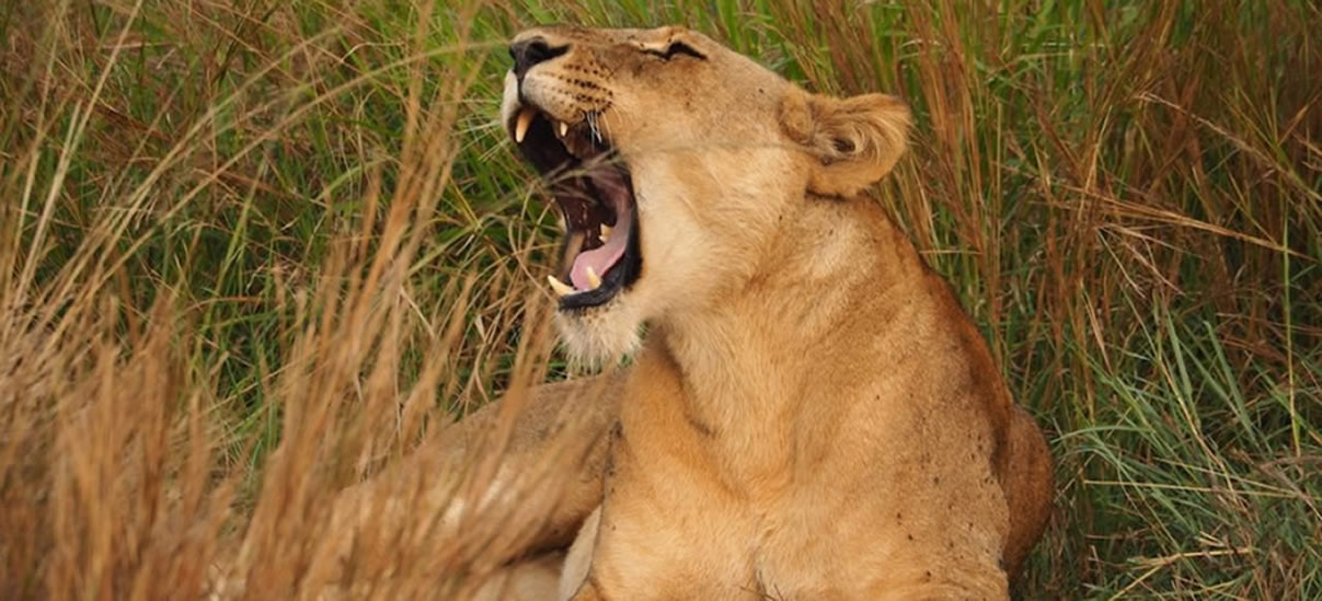 lion tracking in queen Elizabeth national park