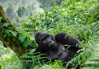 mountain gorilla trekking in Uganda