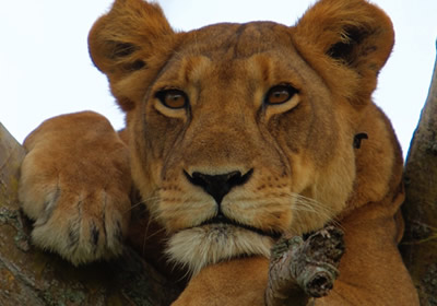 ishasha tree climbing lions QuuenElizabeth national park Uganda